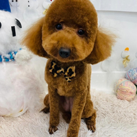 画像3096