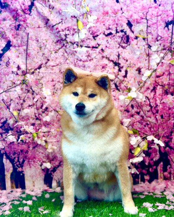 画像3460