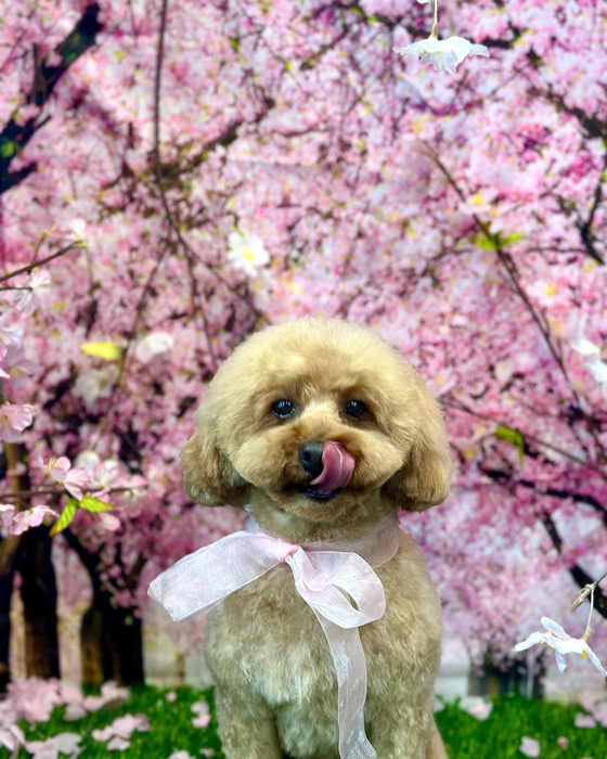 画像3533