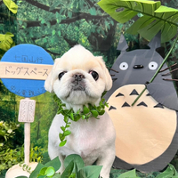 画像4000