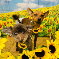 画像4394