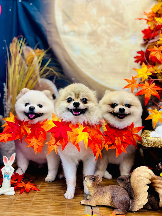 画像5626