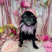 画像811
